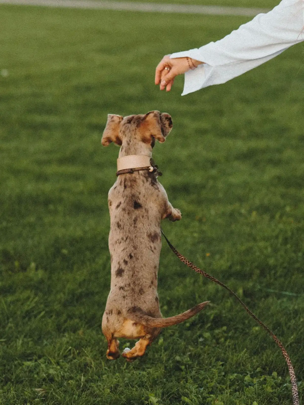 Perro feliz tras un paseo con Cancare