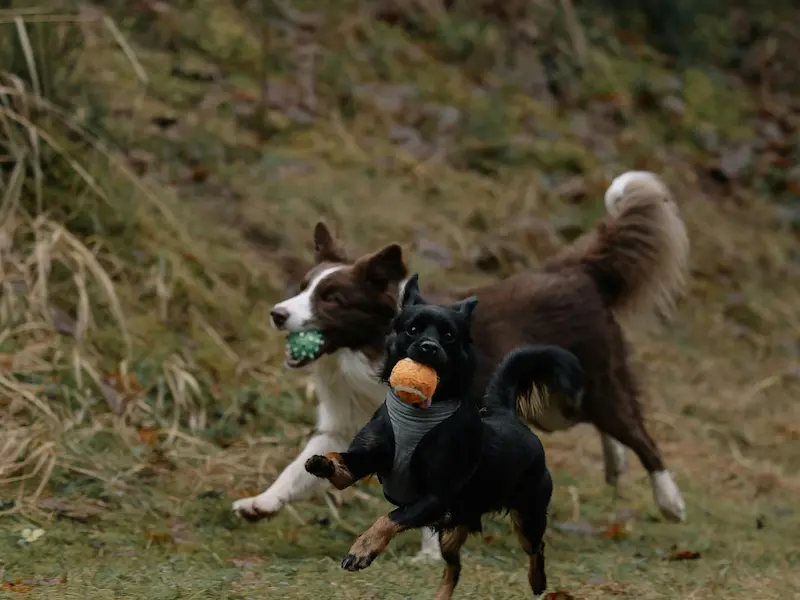 Perros felices jugando en el parque